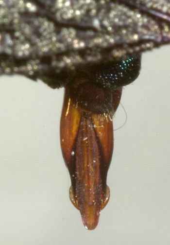 Media type: image;   Entomology 8116 Aspect: genitalia